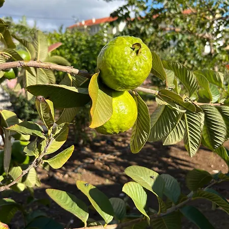 Séjour chez l'habitant Paraiso Madeira Gaula