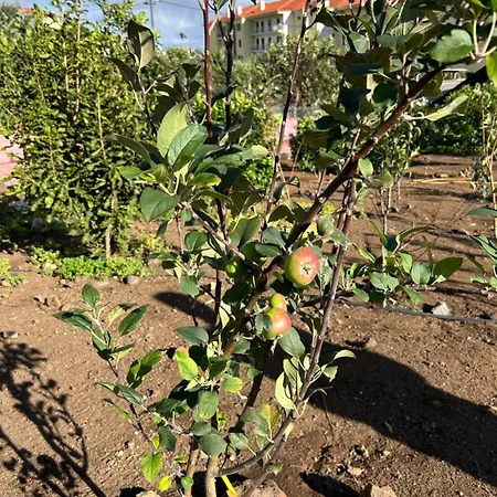 Paraiso Madeira Séjour chez l'habitant Gaula