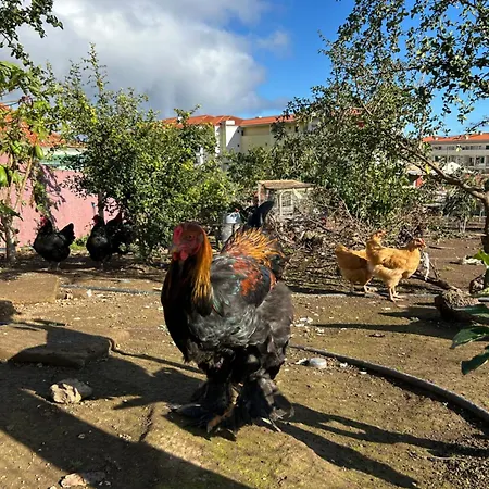 Paraiso Madeira Séjour chez l'habitant *