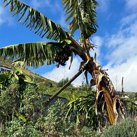 Paraiso Madeira Séjour chez l'habitant *