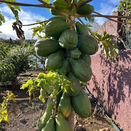 Paraiso Madeira Séjour chez l'habitant