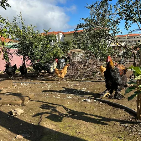 Paraiso Madeira Séjour chez l'habitant