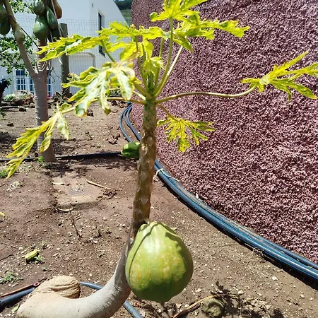 Paraiso Madeira Séjour chez l'habitant *